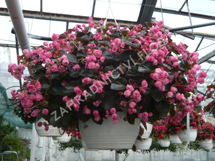 Begónie stálokvětá, ledovka, voskovka 'Doublet Rose' - Begonia semperflorens 'Doublet Rose'