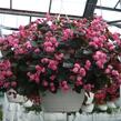 Begónie stálokvětá, ledovka, voskovka 'Doublet Rose' - Begonia semperflorens 'Doublet Rose'