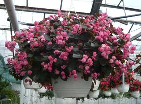 Begónie stálokvětá, ledovka, voskovka 'Doublet Rose' - Begonia semperflorens 'Doublet Rose'