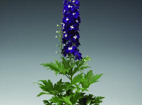 Ostrožka 'Excalibur Dark Blue with White Bee' - Delphinium x cultorum 'Excalibur Dark Blue with White Bee'