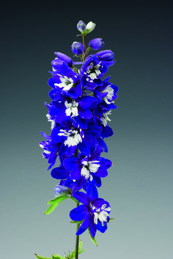 Ostrožka 'Excalibur Dark Blue with White Bee' - Delphinium x cultorum 'Excalibur Dark Blue with White Bee'