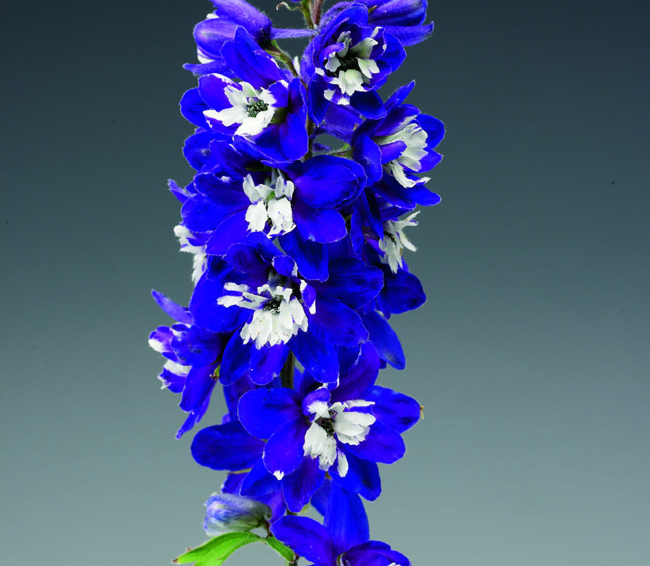 Ostrožka 'Excalibur Dark Blue with White Bee' - Delphinium x cultorum 'Excalibur Dark Blue with White Bee'