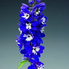 Ostrožka 'Excalibur Dark Blue with White Bee' - Delphinium x cultorum 'Excalibur Dark Blue with White Bee'