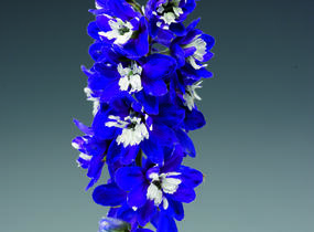 Ostrožka 'Excalibur Dark Blue with White Bee' - Delphinium x cultorum 'Excalibur Dark Blue with White Bee'