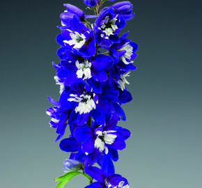 Ostrožka 'Excalibur Dark Blue with White Bee' - Delphinium x cultorum 'Excalibur Dark Blue with White Bee'