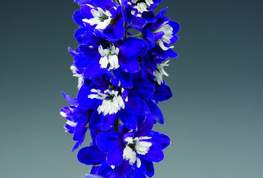 Ostrožka 'Excalibur Dark Blue with White Bee' - Delphinium x cultorum 'Excalibur Dark Blue with White Bee'
