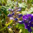 Ostrožka 'Excalibur Dark Blue with Black Bee' - Delphinium x cultorum 'Excalibur Dark Blue with Black Bee'