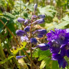 Ostrožka 'Excalibur Dark Blue with Black Bee' - Delphinium x cultorum 'Excalibur Dark Blue with Black Bee'