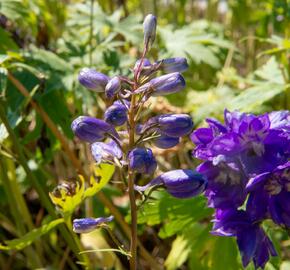 Ostrožka 'Excalibur Dark Blue with Black Bee' - Delphinium x cultorum 'Excalibur Dark Blue with Black Bee'