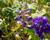 Ostrožka 'Excalibur Dark Blue with Black Bee'