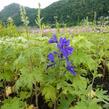 Ostrožka 'Excalibur Dark Blue with Black Bee' - Delphinium x cultorum 'Excalibur Dark Blue with Black Bee'