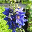 Ostrožka 'Excalibur Dark Blue with Black Bee' - Delphinium x cultorum 'Excalibur Dark Blue with Black Bee'