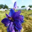 Ostrožka 'Excalibur Dark Blue with Black Bee' - Delphinium x cultorum 'Excalibur Dark Blue with Black Bee'