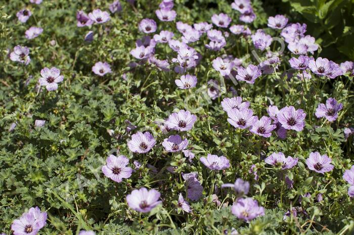 Kakost sivý 'Ballerina' - Geranium cinereum 'Ballerina'