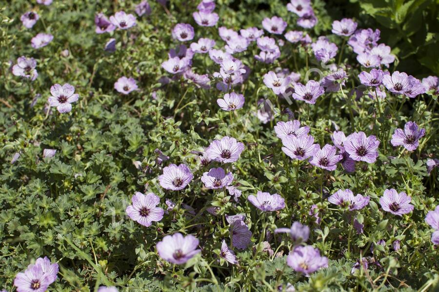 Kakost sivý 'Ballerina' - Geranium cinereum 'Ballerina'