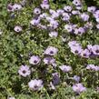 Kakost sivý 'Ballerina' - Geranium cinereum 'Ballerina'