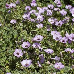Kakost sivý 'Ballerina' - Geranium cinereum 'Ballerina'