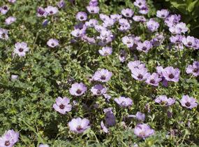 Kakost sivý 'Ballerina' - Geranium cinereum 'Ballerina'