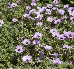 Kakost sivý 'Ballerina' - Geranium cinereum 'Ballerina'