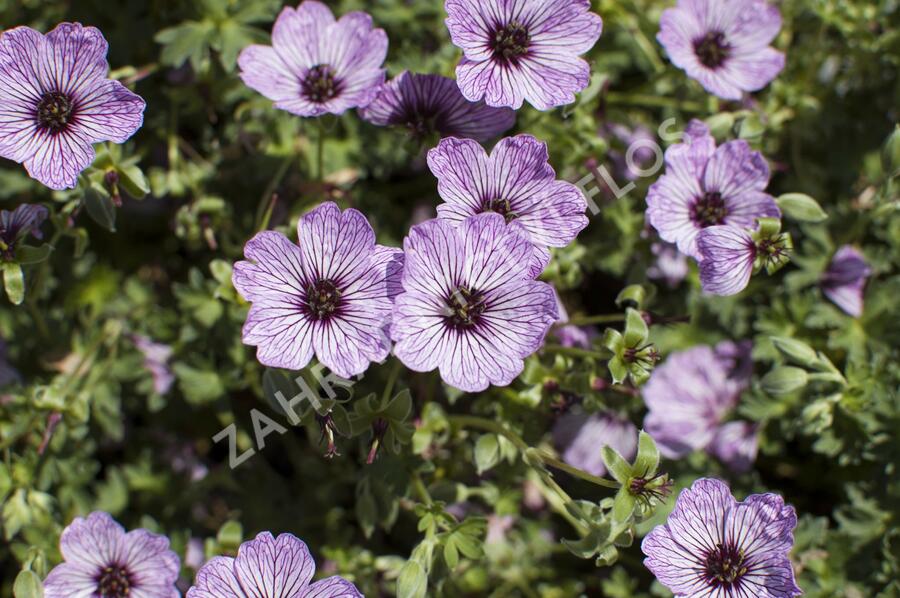 Kakost sivý 'Ballerina' - Geranium cinereum 'Ballerina'