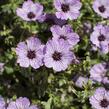 Kakost sivý 'Ballerina' - Geranium cinereum 'Ballerina'