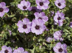 Kakost sivý 'Ballerina' - Geranium cinereum 'Ballerina'