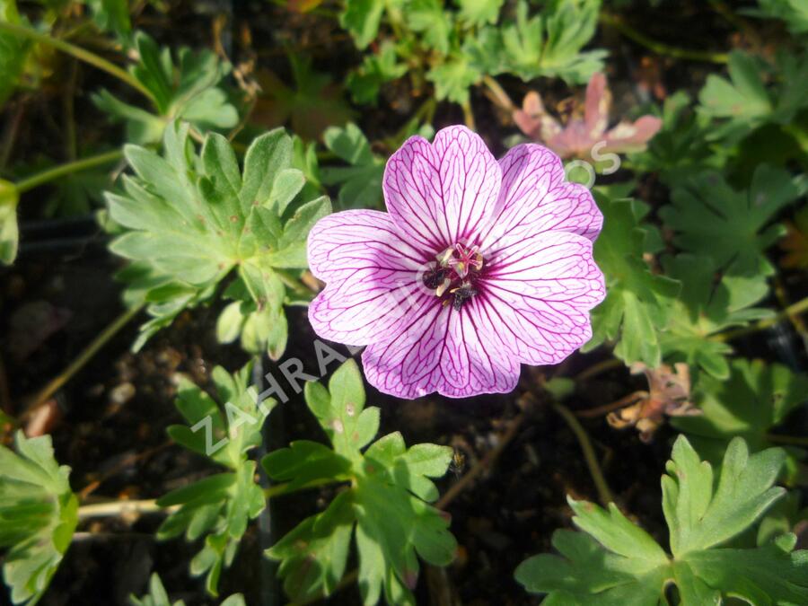 Kakost sivý 'Ballerina' - Geranium cinereum 'Ballerina'