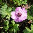 Kakost sivý 'Ballerina' - Geranium cinereum 'Ballerina'