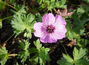 Kakost sivý 'Ballerina' - Geranium cinereum 'Ballerina'