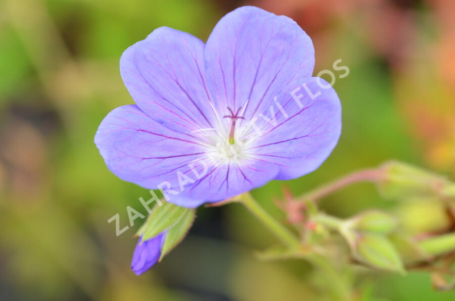 Kakost 'Brookside' - Geranium 'Brookside'