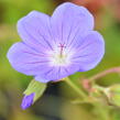 Kakost 'Brookside' - Geranium 'Brookside'