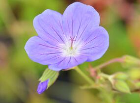 Kakost luční 'Brookside' - Geranium pratense 'Brookside'