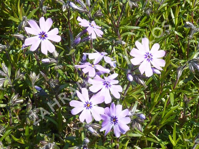 Plamenka šídlovitá 'Purple Beauty' - Phlox subulata 'Purple Beauty'