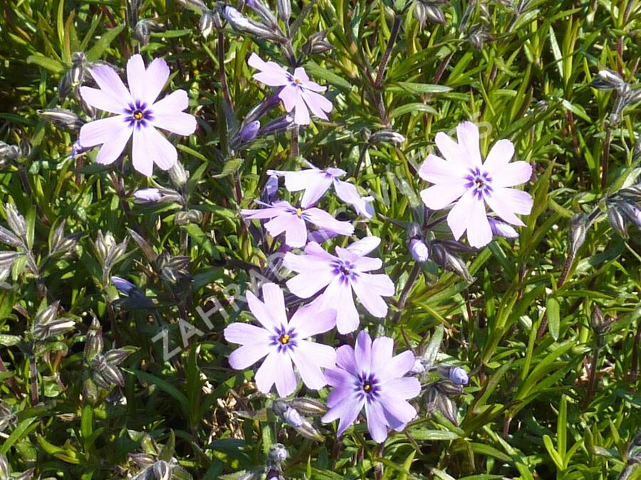 Plamenka šídlovitá 'Purple Beauty' - Phlox subulata 'Purple Beauty'