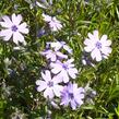 Plamenka šídlovitá 'Purple Beauty' - Phlox subulata 'Purple Beauty'