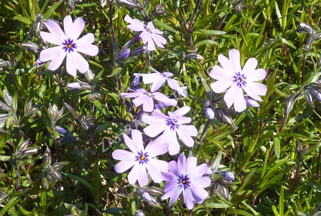 Plamenka šídlovitá 'Purple Beauty' - Phlox subulata 'Purple Beauty'