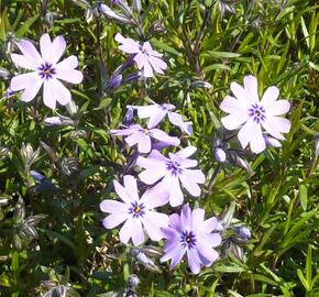 Plamenka šídlovitá 'Purple Beauty' - Phlox subulata 'Purple Beauty'