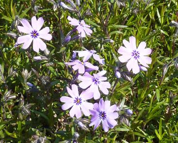 Plamenka šídlovitá 'Purple Beauty'