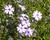 Plamenka šídlovitá 'Purple Beauty'