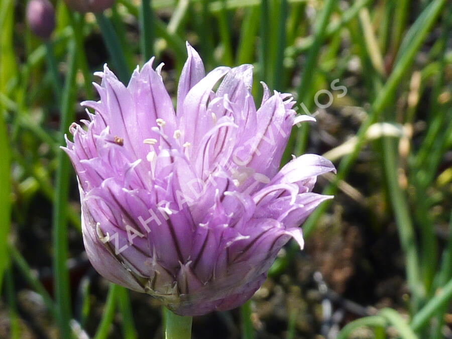 Pažitka pobřežní - Allium schoenoprasum