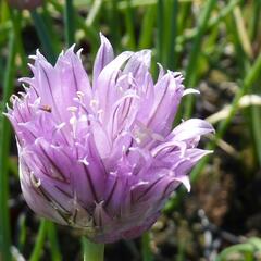 Pažitka pobřežní - Allium schoenoprasum
