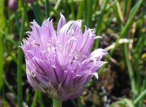 Pažitka pobřežní - Allium schoenoprasum