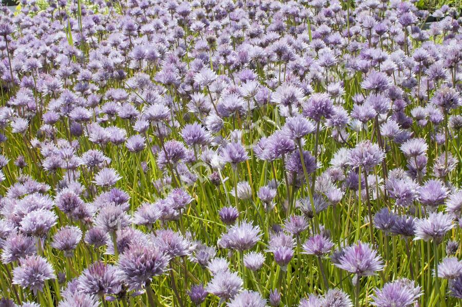 Pažitka pobřežní - Allium schoenoprasum