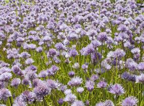 Pažitka pobřežní - Allium schoenoprasum
