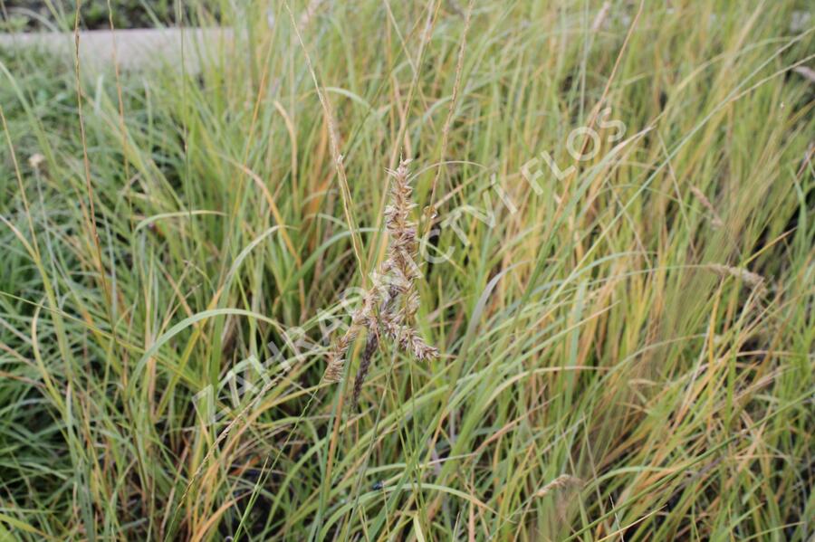 Strdivka brvitá - Melica ciliata