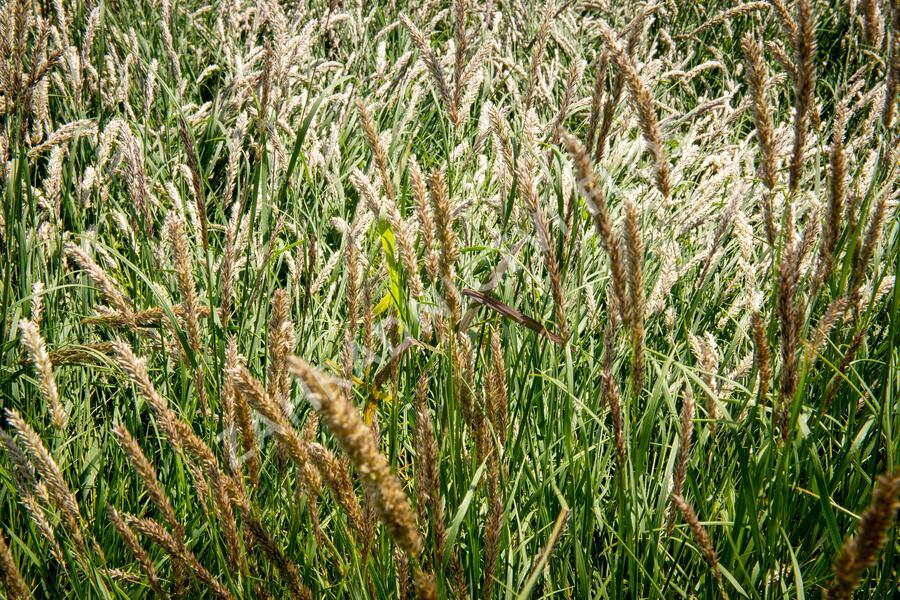 Strdivka brvitá - Melica ciliata