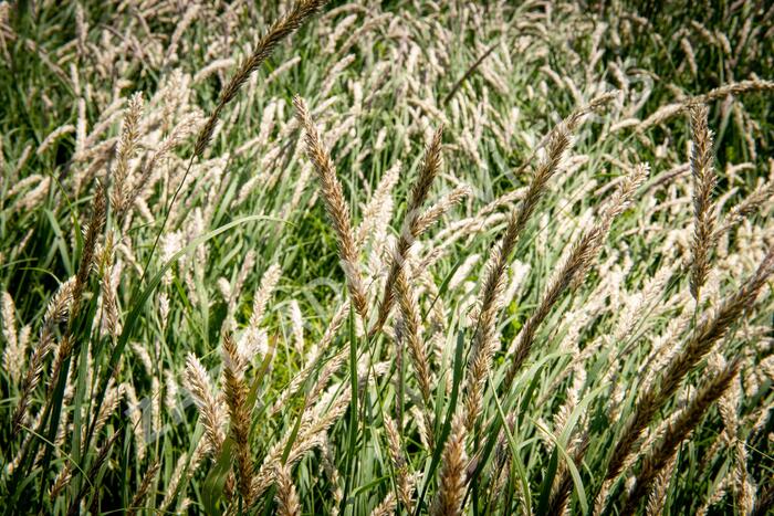 Strdivka brvitá - Melica ciliata