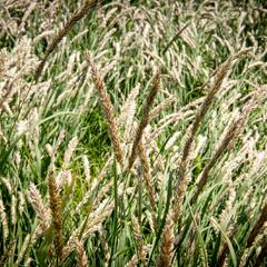 Strdivka brvitá - Melica ciliata