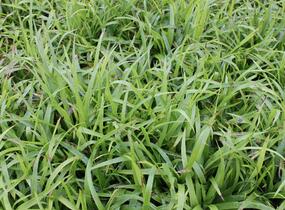 Bika lesní 'Auslese' - Luzula sylvatica 'Auslese'