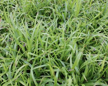 Bika lesní 'Auslese'